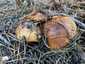Barna gyűrűstinóru (Suillus luteus), Somogy. Kizárólag kéttűs fenyők alatt fordul elő